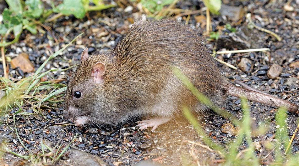 Brown rat